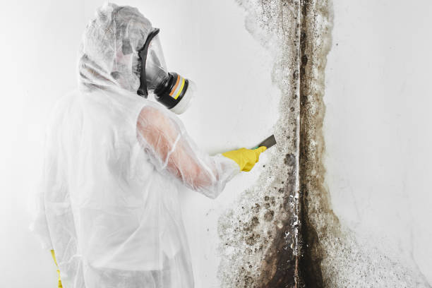 Best Professional Mold Removal  in Carnegie, OK