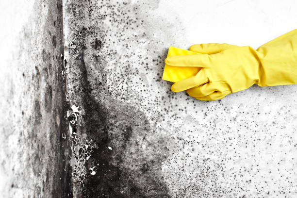Best Commercial Mold Removal  in Carnegie, OK