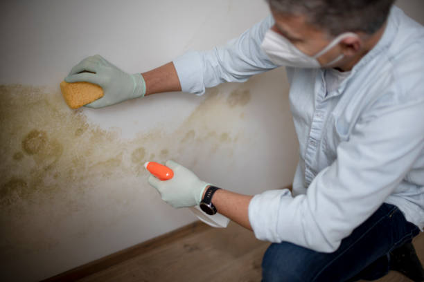 Best Mold Testing and Removal  in Carnegie, OK