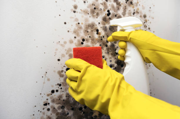 Best Mold Damage Repair  in Carnegie, OK