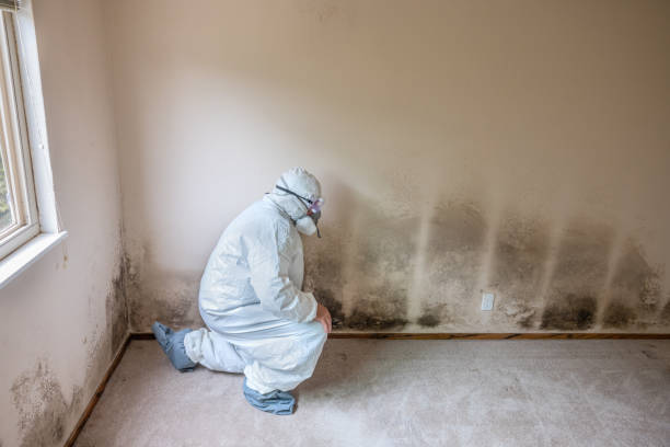 Best Office Mold Removal Services  in Carnegie, OK