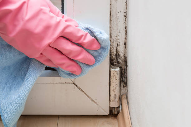 Best Local Mold Removal Service  in Carnegie, OK