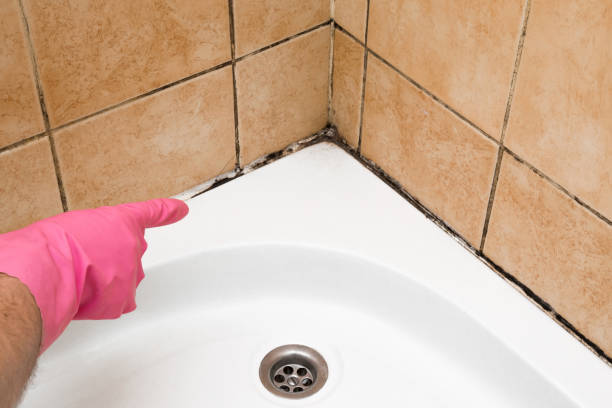 Reliable Carnegie, OK Mold Removal Solutions