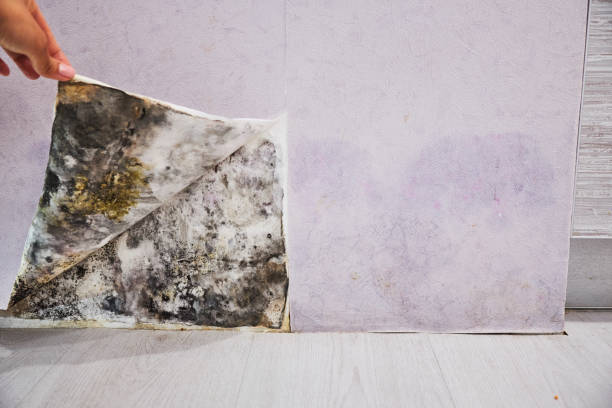 Best Attic Mold Removal  in Carnegie, OK